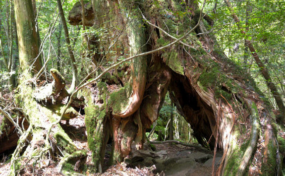 Yakushima Forest
