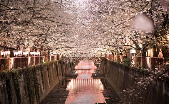 Sakura in Tokyo