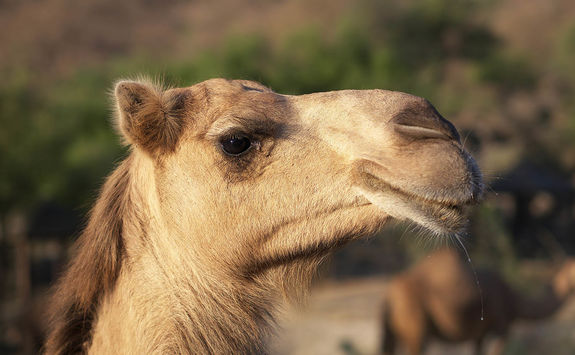 Omani camel