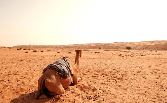Camel in the Wahiba Sands