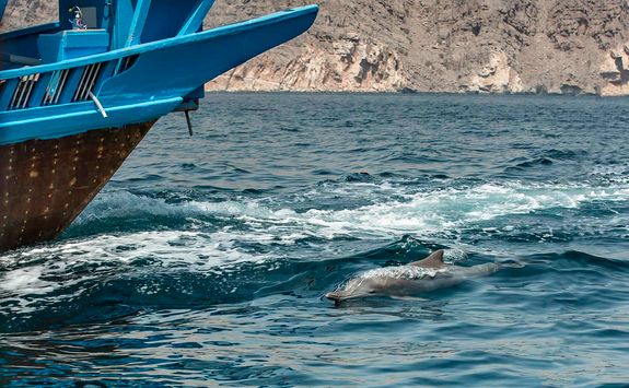 Dolphin alongside boat