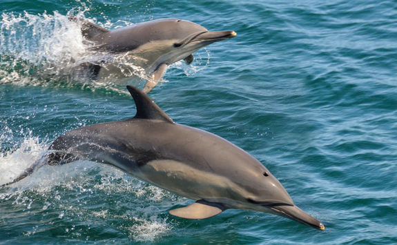 Dolphins in Oman