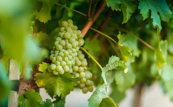 Bunch of grapes in a vineyard