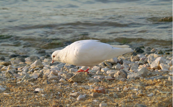 Bird looking for food on a beach in Mykonos