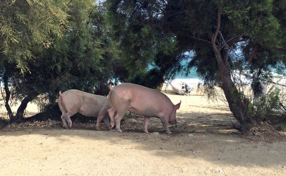 Beach pigs in Mykonos