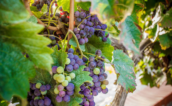 Red grapes in a vineyard