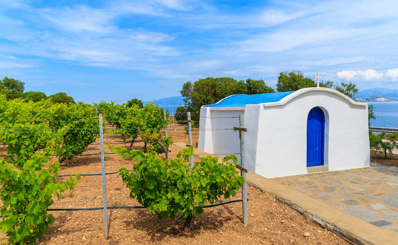 Vineyard in Santorini