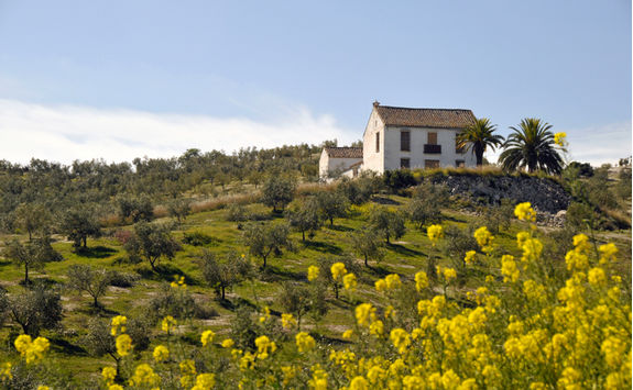olive groves