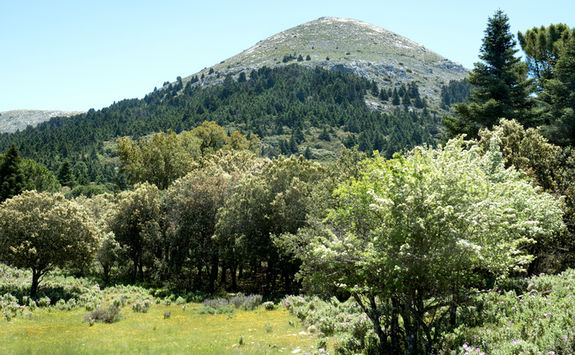 pine forest