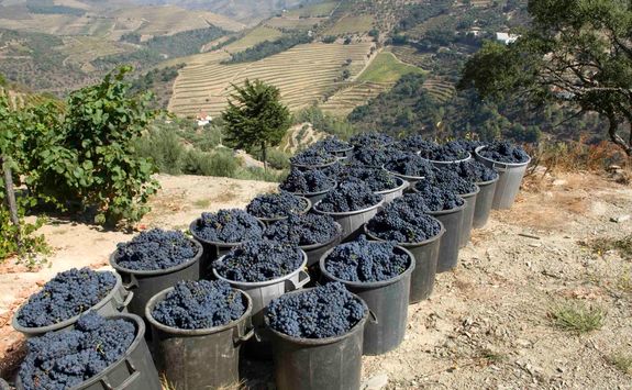 Grapes of Douro valley