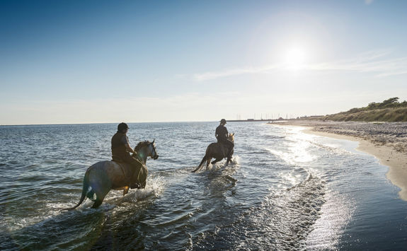 Horses water