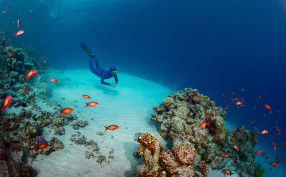 Diving sea