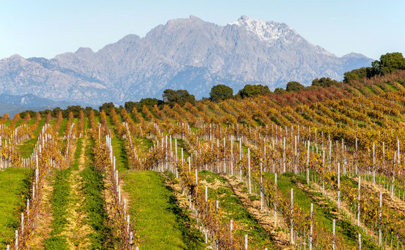 Vineyard Autumn