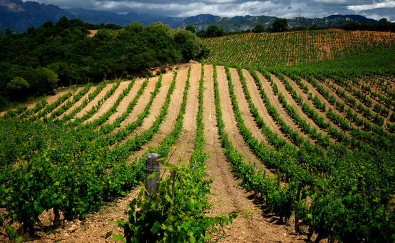 Vineyards Corsica