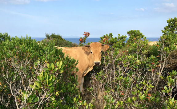 Corsica animals
