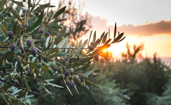 Olive tree sunset