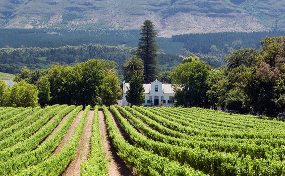 Franschhoek vineyard
