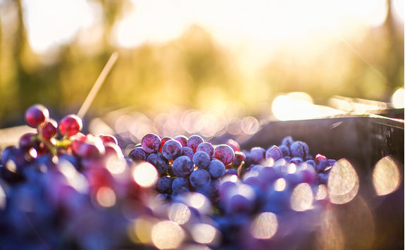 Grapes in the sun