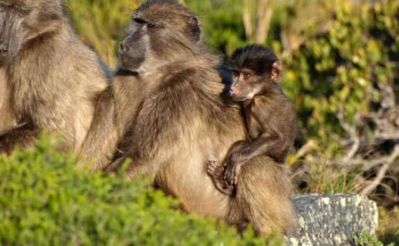 Baboon with baby