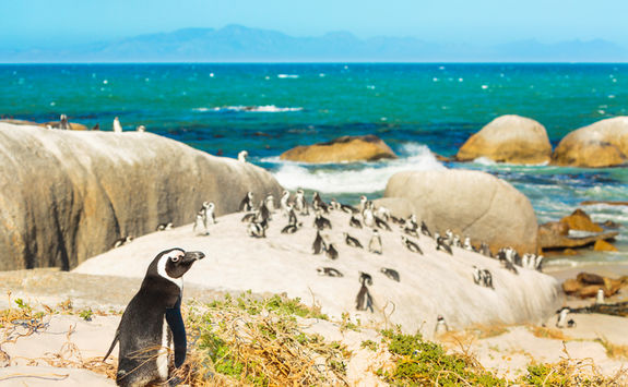 Penguins on boulders beach