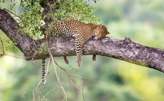 Leopard in a tree