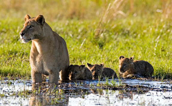 Lion cubs