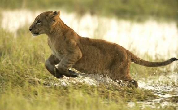 Lion cub running