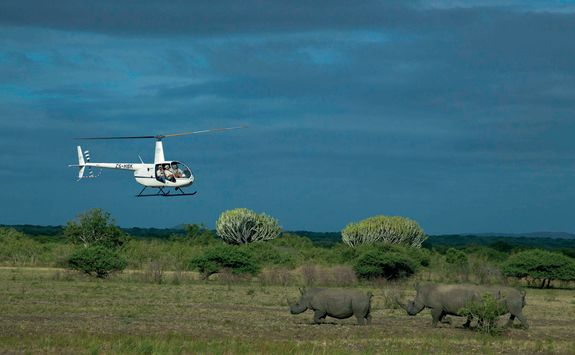 Flying to release rhinos
