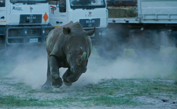 Free rhino