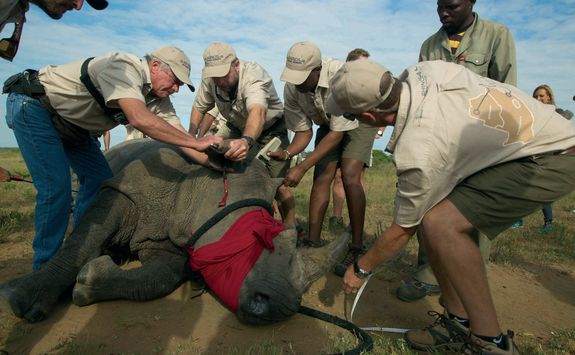 Rhino release