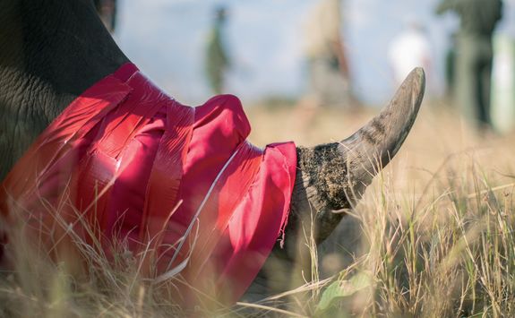 Wrapped rhino horn