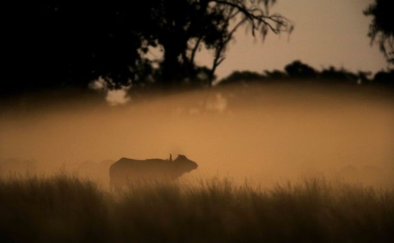 Buffalo in the delta