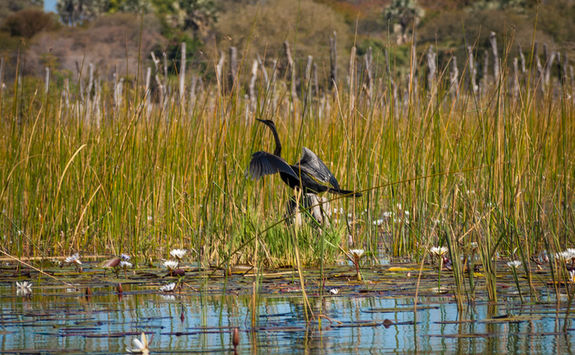 Heron in the delta