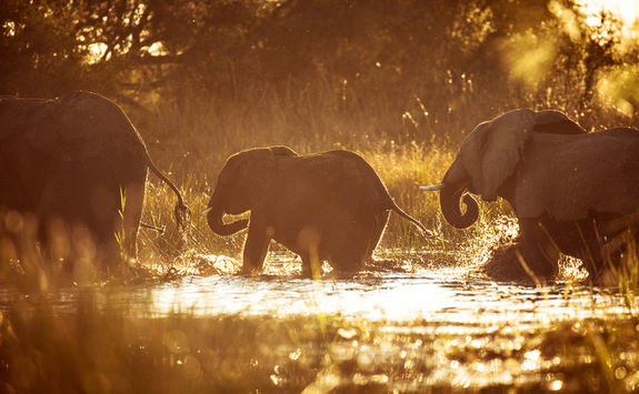 Elephants crossing river