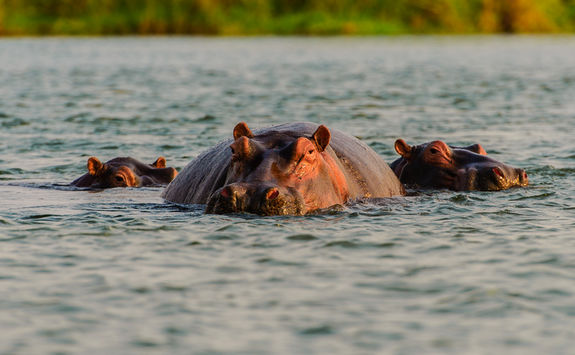 Hippos swimming