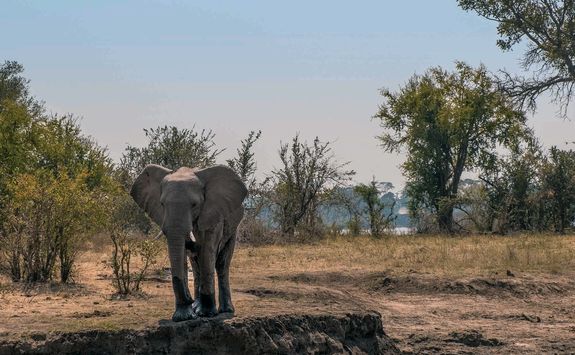 Elephant in Zambezi National Park