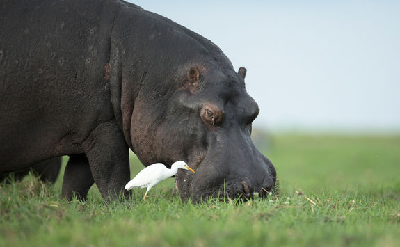 Hippo and bird