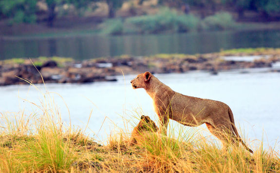Lions in Zambezi National Park