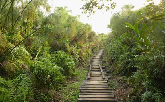 Bigodi wetlands sanctuary