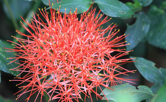 Flower in Bigodi sanctuary