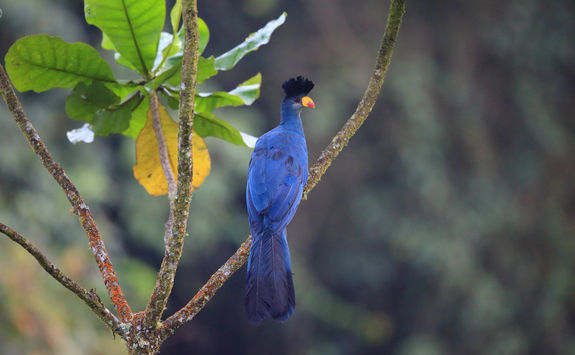 Great Blue Turaco