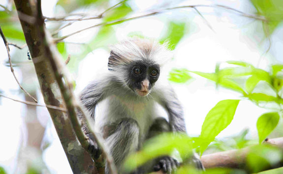 Red colobus monkey