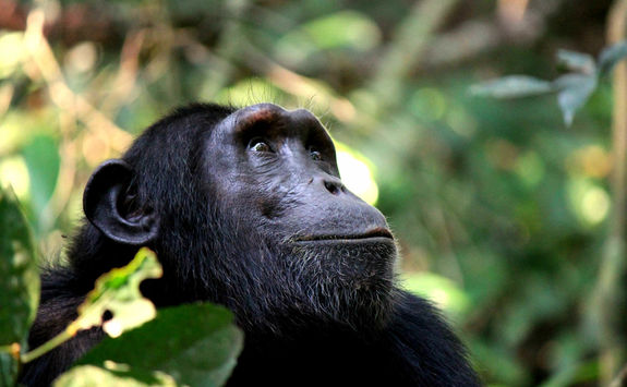 Chimpanzee in Kibale forest