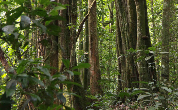 Kibale National Park