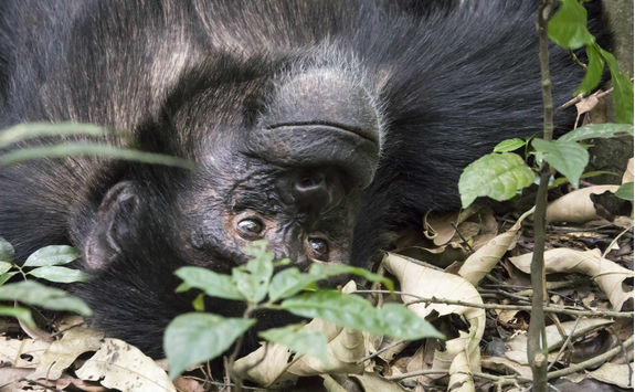 Chimpanzee in Kibale National Park