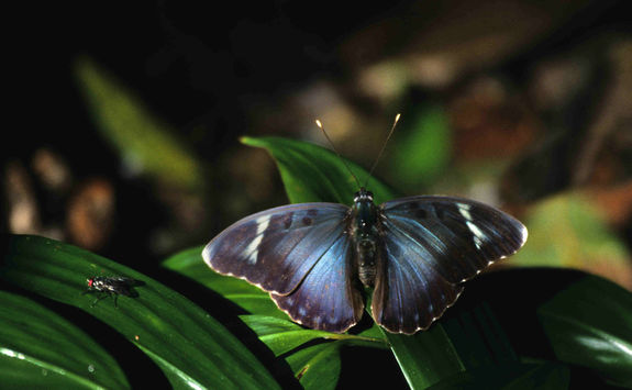 Wild Kibale butterfly