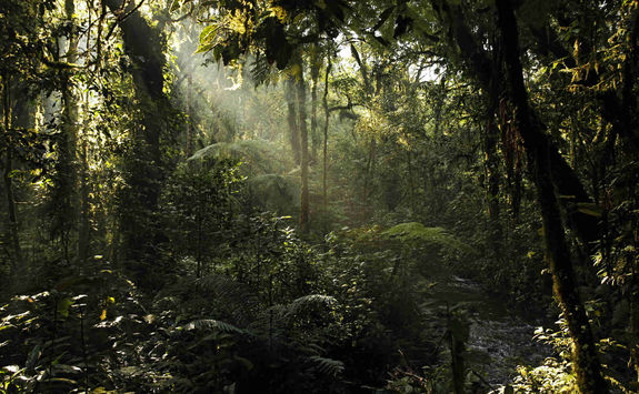 Bwindi Impenetrable Forest
