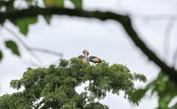 Grey Crowned cranes Bwindi