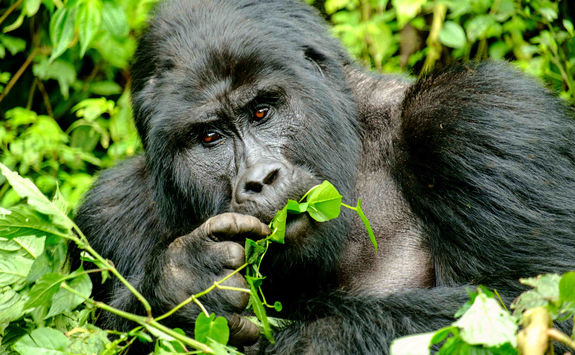 Mountain gorilla in Uganda