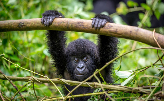 Baby gorilla in the forest